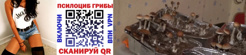 Псилоцибиновые грибы Psilocybe продажа наркотиков Губаха